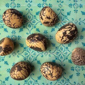 Small Collection (8) of Taga Nuts (Vegetable Ivory)